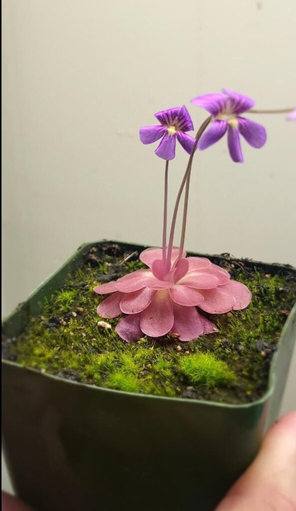 Recommendations for compact plants