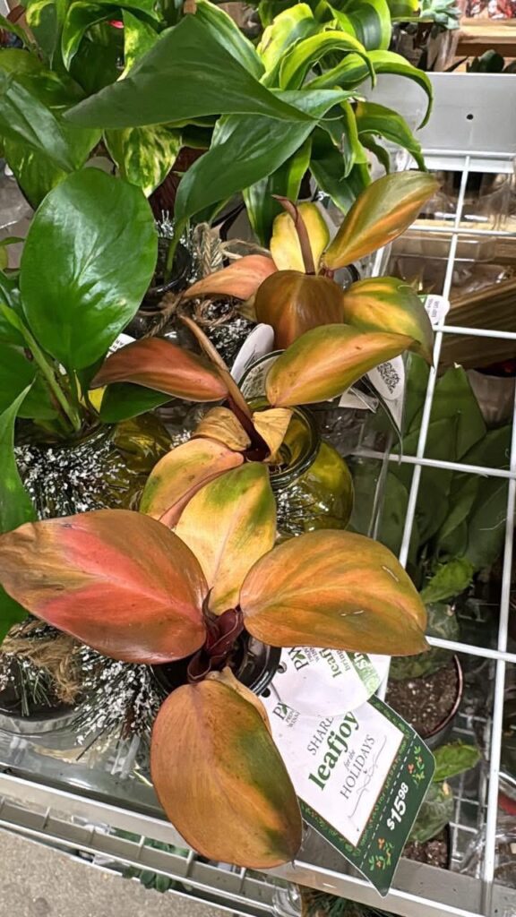 Very stressed? Or what?