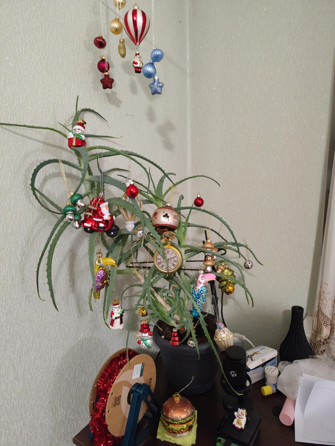 Christmas Aloe, year 2: Electric Boogaloo