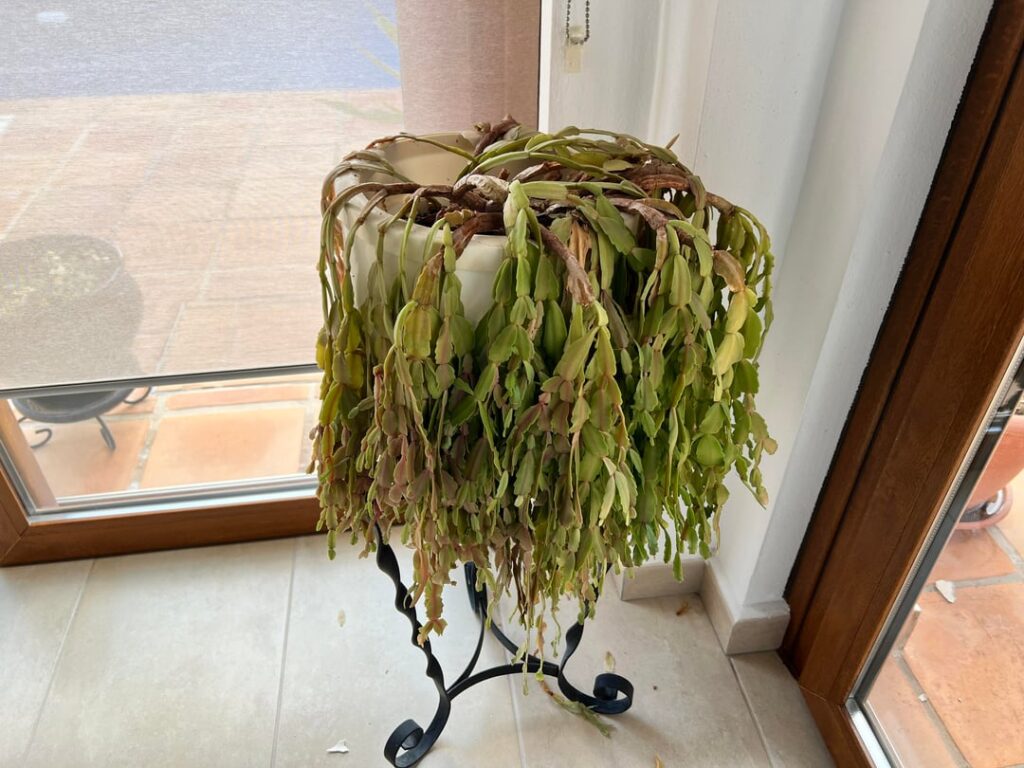 Help with Christmas cactus