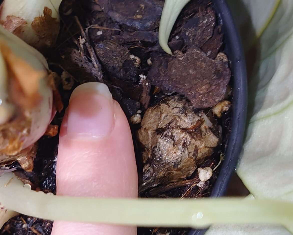 Look at this absolute chonk of a corm my ninja is making