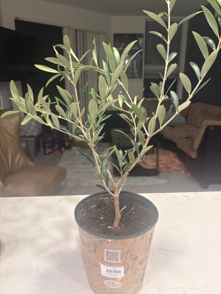 New(ish) Olive Tree