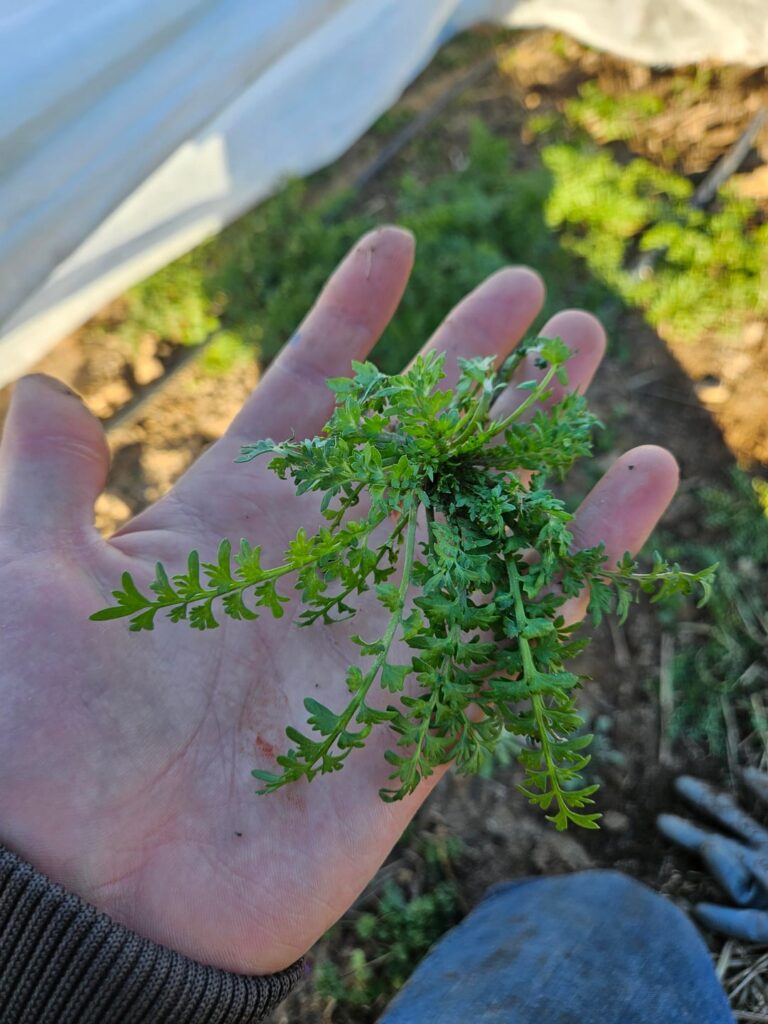 Found growing alongside carrots. Raleigh NC Dec 16