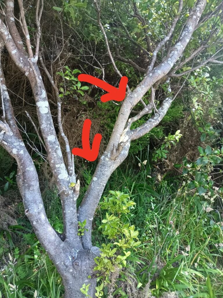 How do I remove a swastika from this tree without injuring it? How do I remove a swastika from this tree without injuring it?