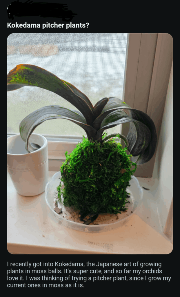 My orchids love this one trick