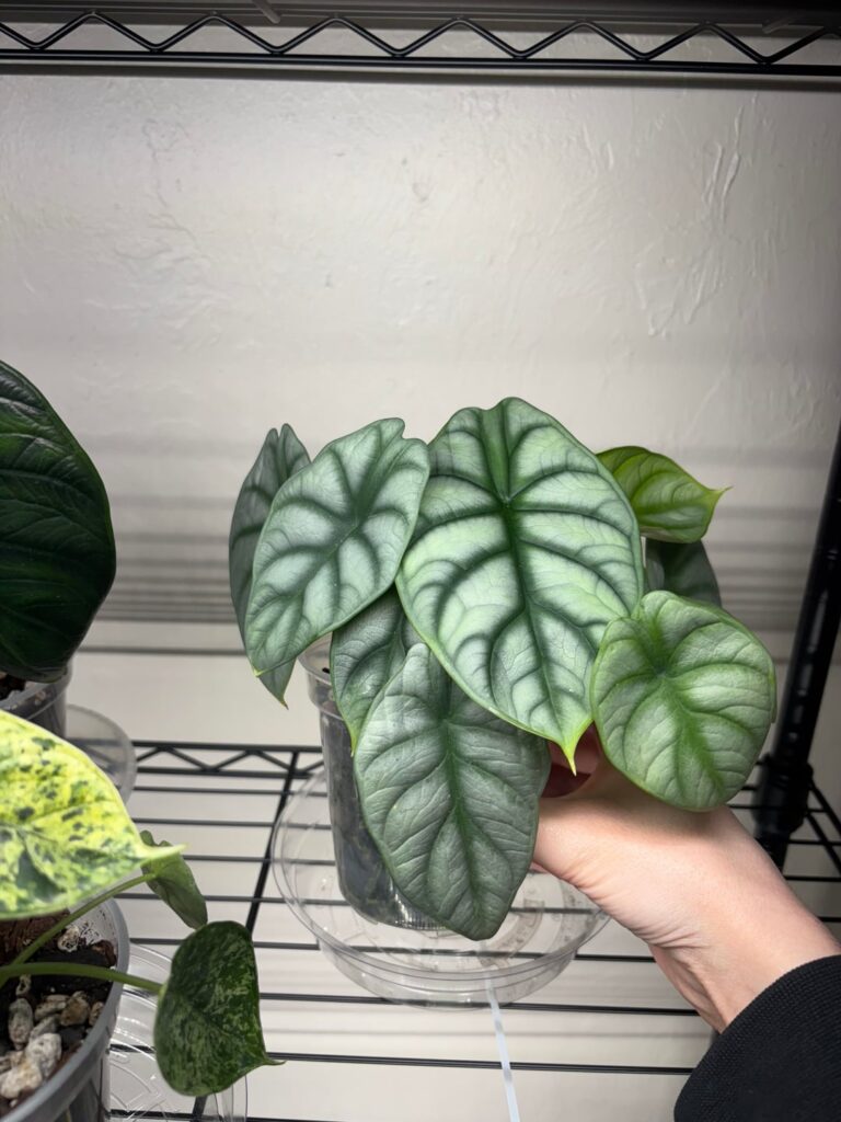 3 Month Silver Dragon Update!