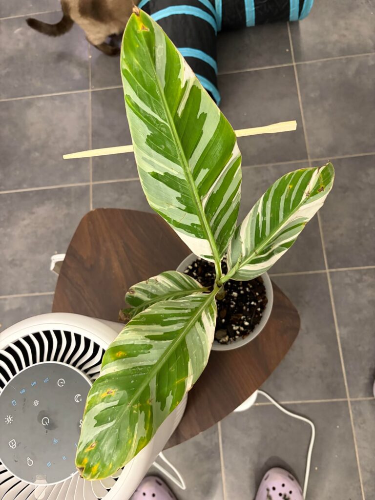 Help with Musa Florida leaves turning yellow