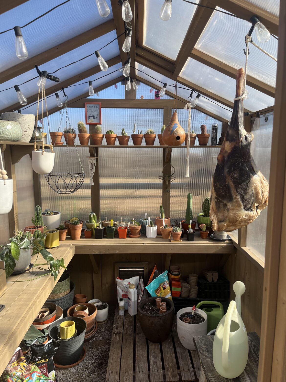 December greenhouse vibes