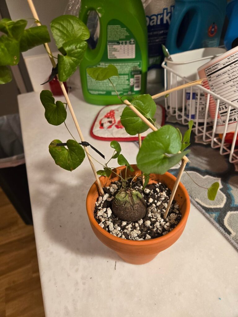 First caudex plant is doing so well!