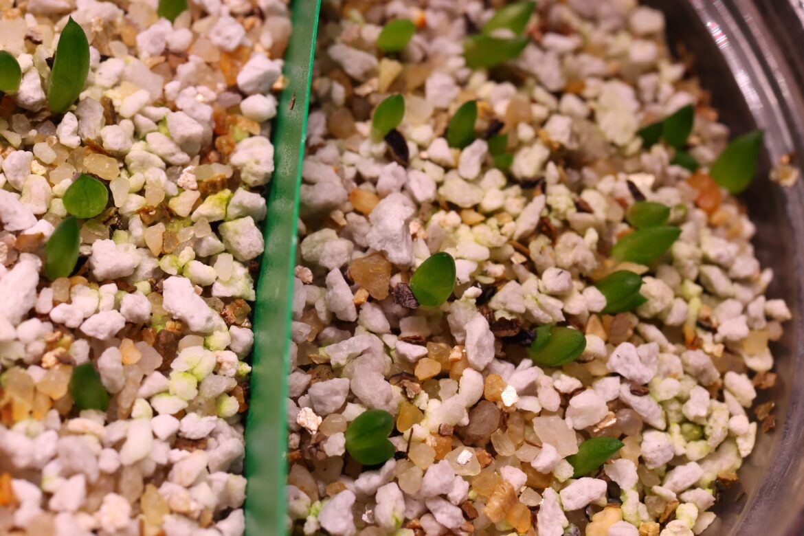 Haworthia truncata seedlings sprouting their second leaves