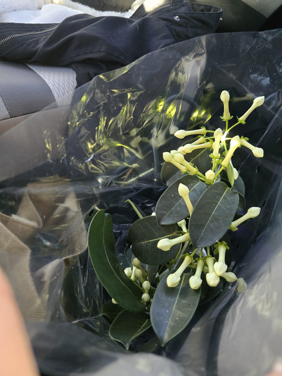 I finally got my hands on some Madagascar jasmine
