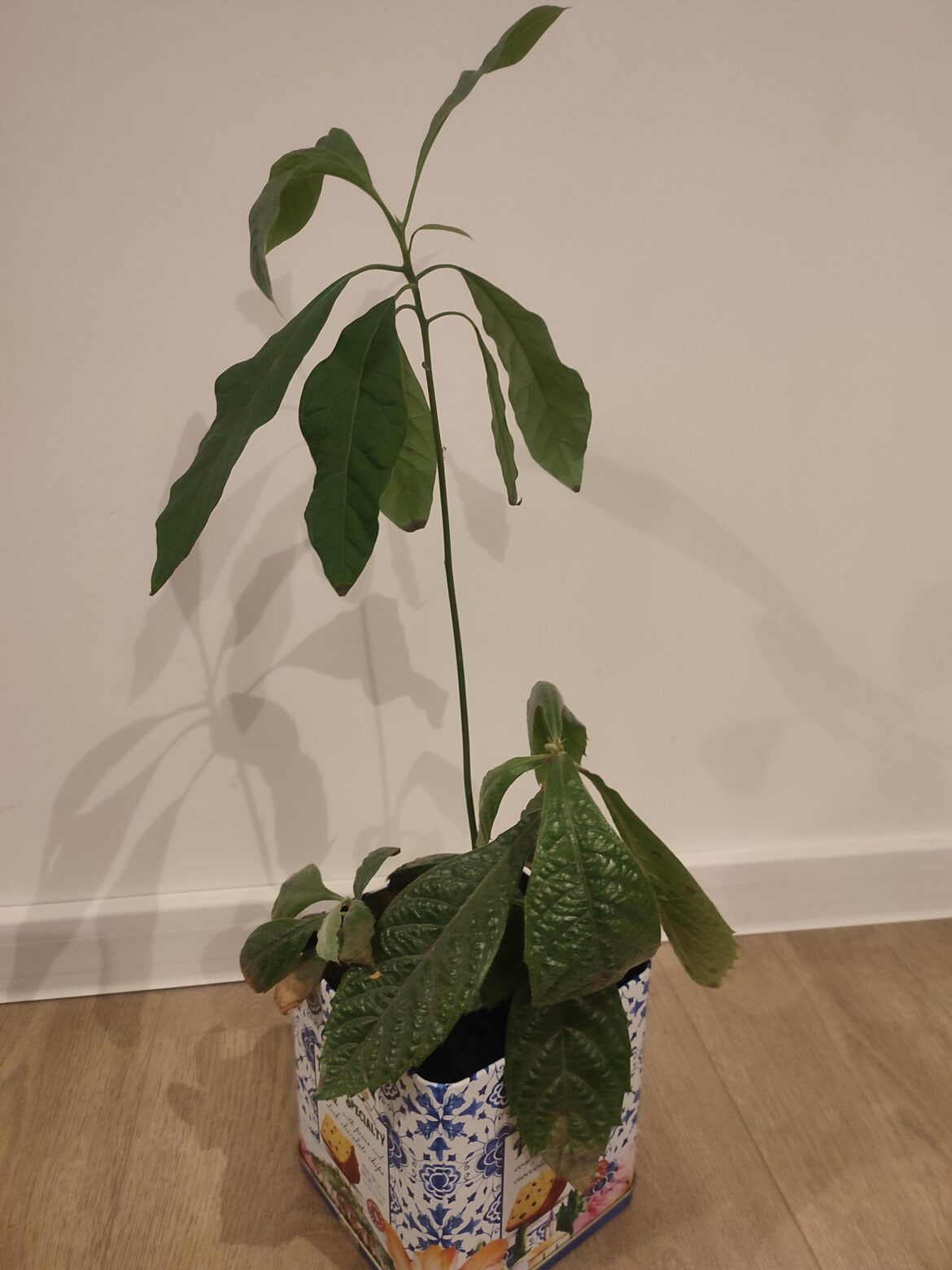 New mistery plants have sprouted!