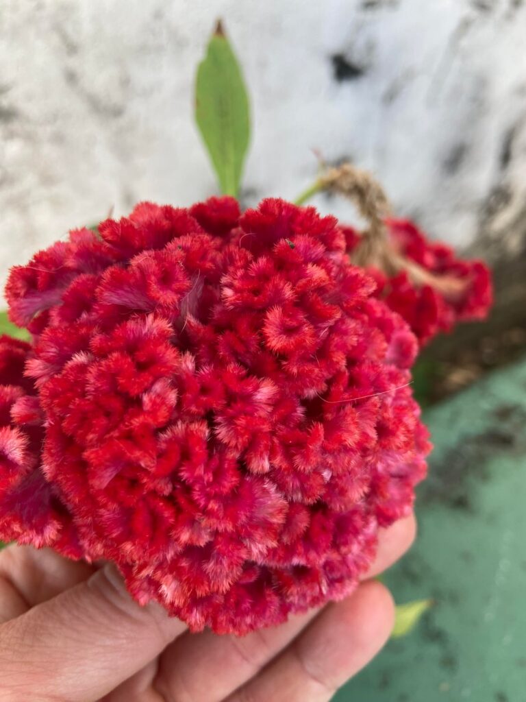 What is this plant? Location: the Caribbean