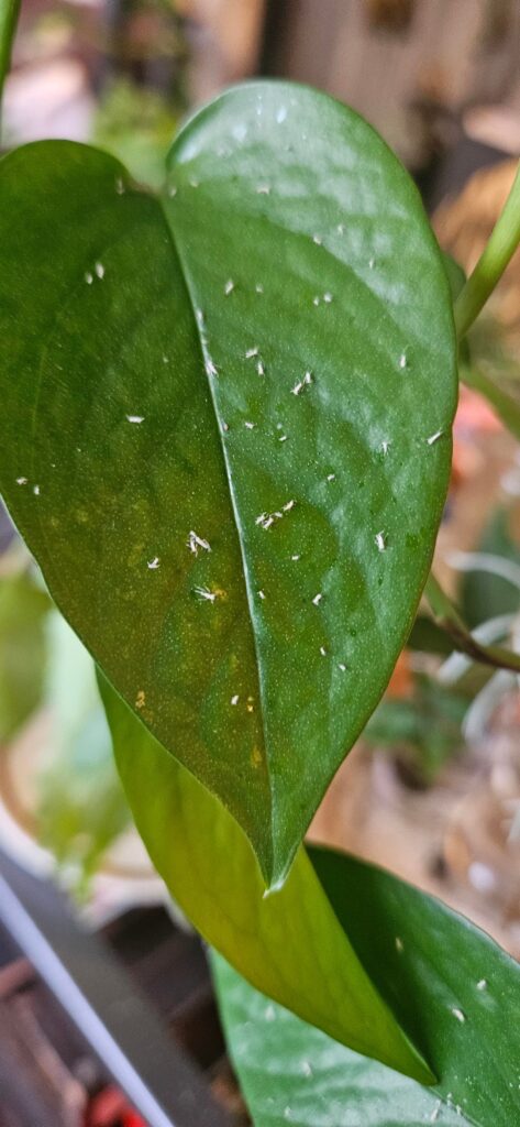 Please help ID this pest </3 details in comments