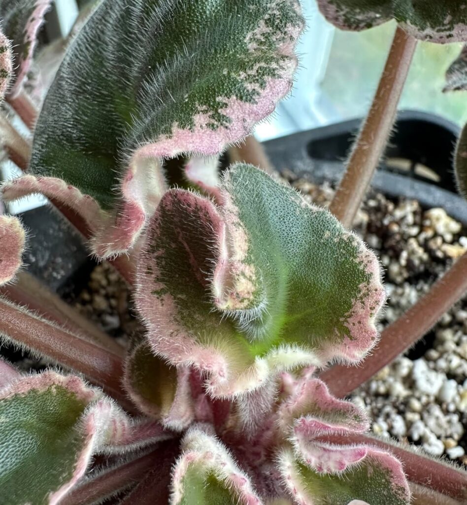 Leaf fasciation in Wrangler’s Spanish Cavalier Leaf fasciation in Wrangler’s Spanish Cavalier