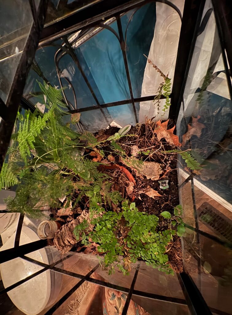 How can I make my terrarium better?