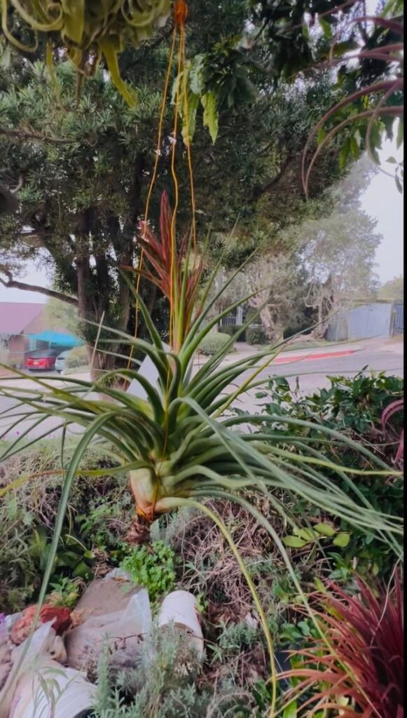 New Rainforest Flora specimens #rainforestflora