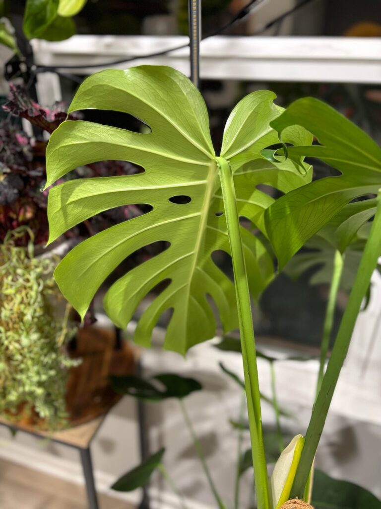 Super Fenestrated 3!