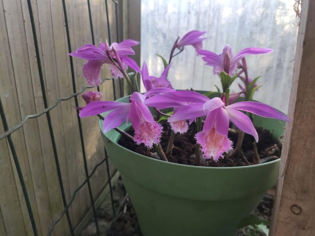 Years ago I had a superb collection of orchids. Years ago I had a superb collection of orchids.