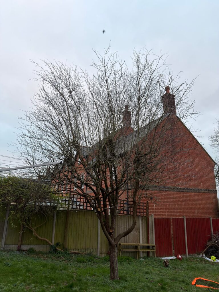 When and if to trim this purple plum tree?