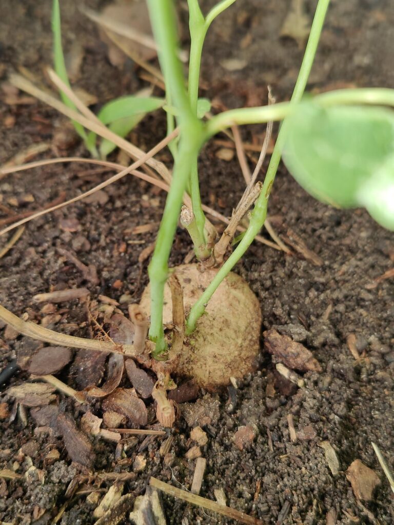 Aristolochia fimbriata