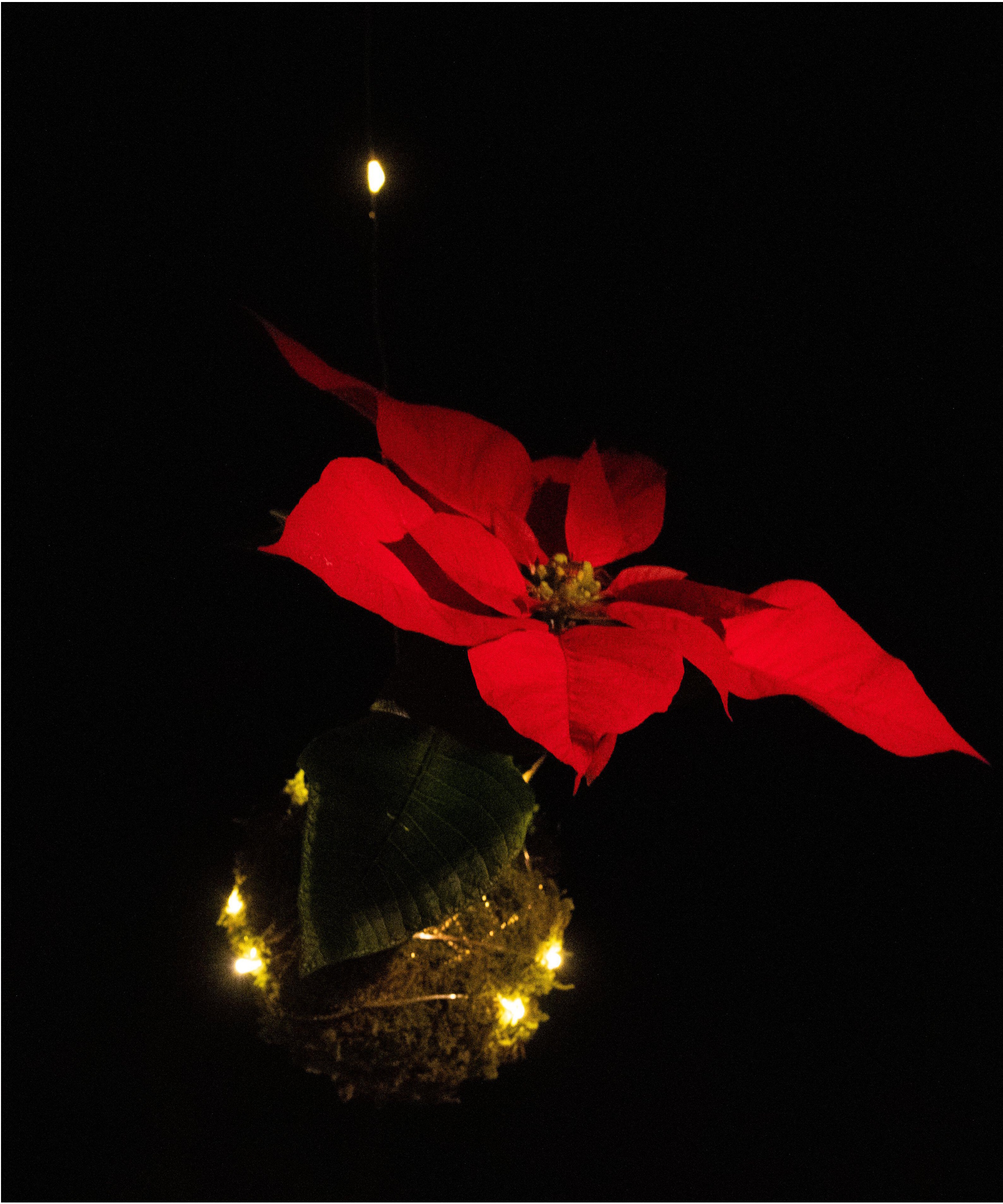 Poinsettia kokedama