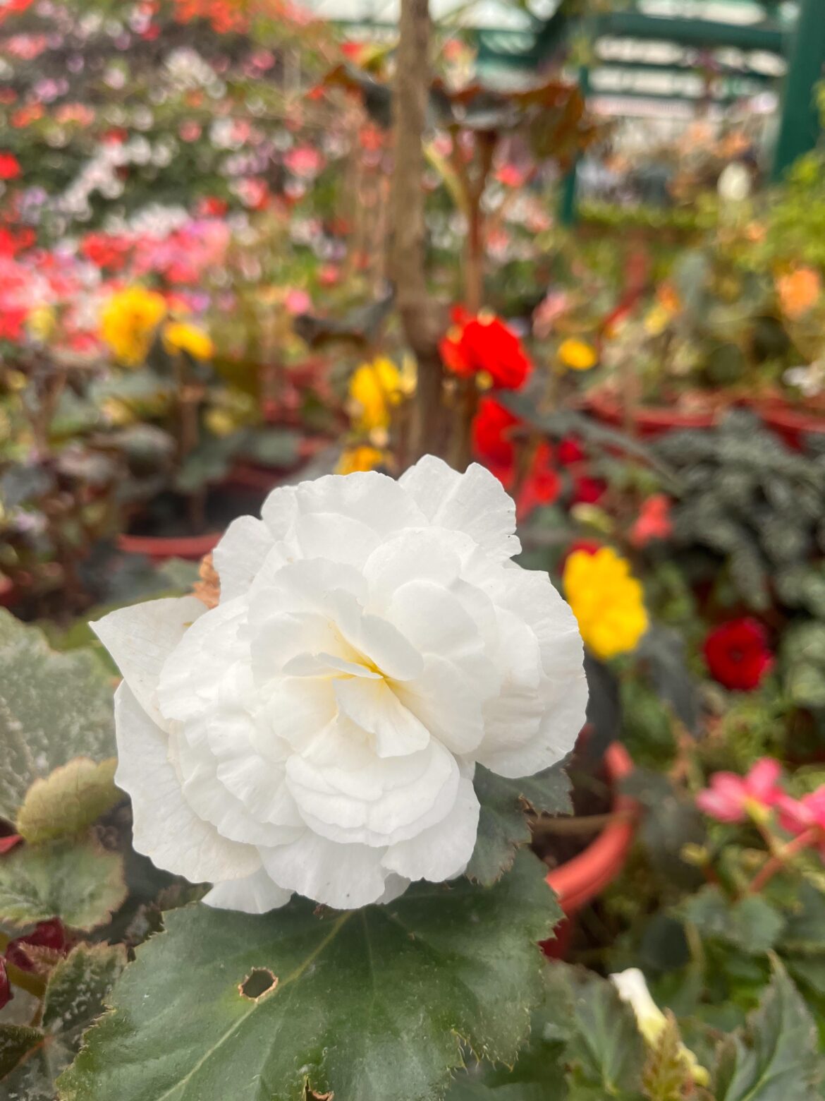 Shining bright amongst the crowd. :)