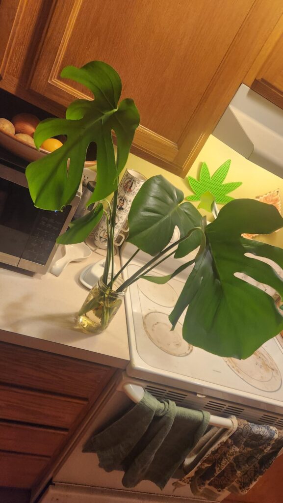 Are rhese monsteras ready to plant?