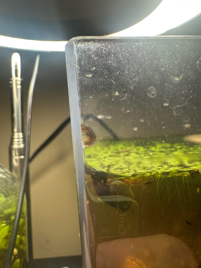 Do scuds hang out near the surface like this because of low oxygen?