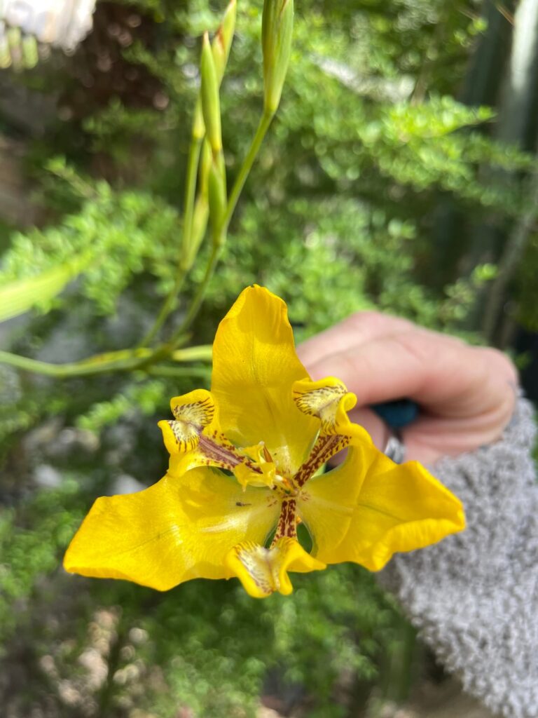 My water orchid flowered.