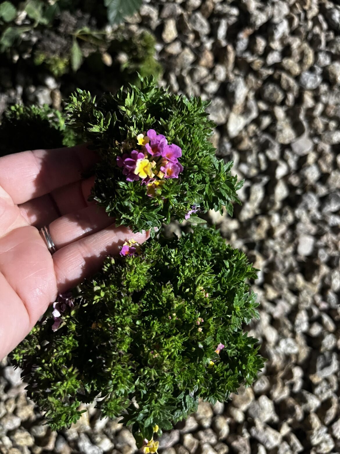 Strange looking Lantana leaves