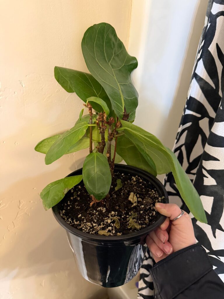 New to fiddle leaf figs. Any and all advice!