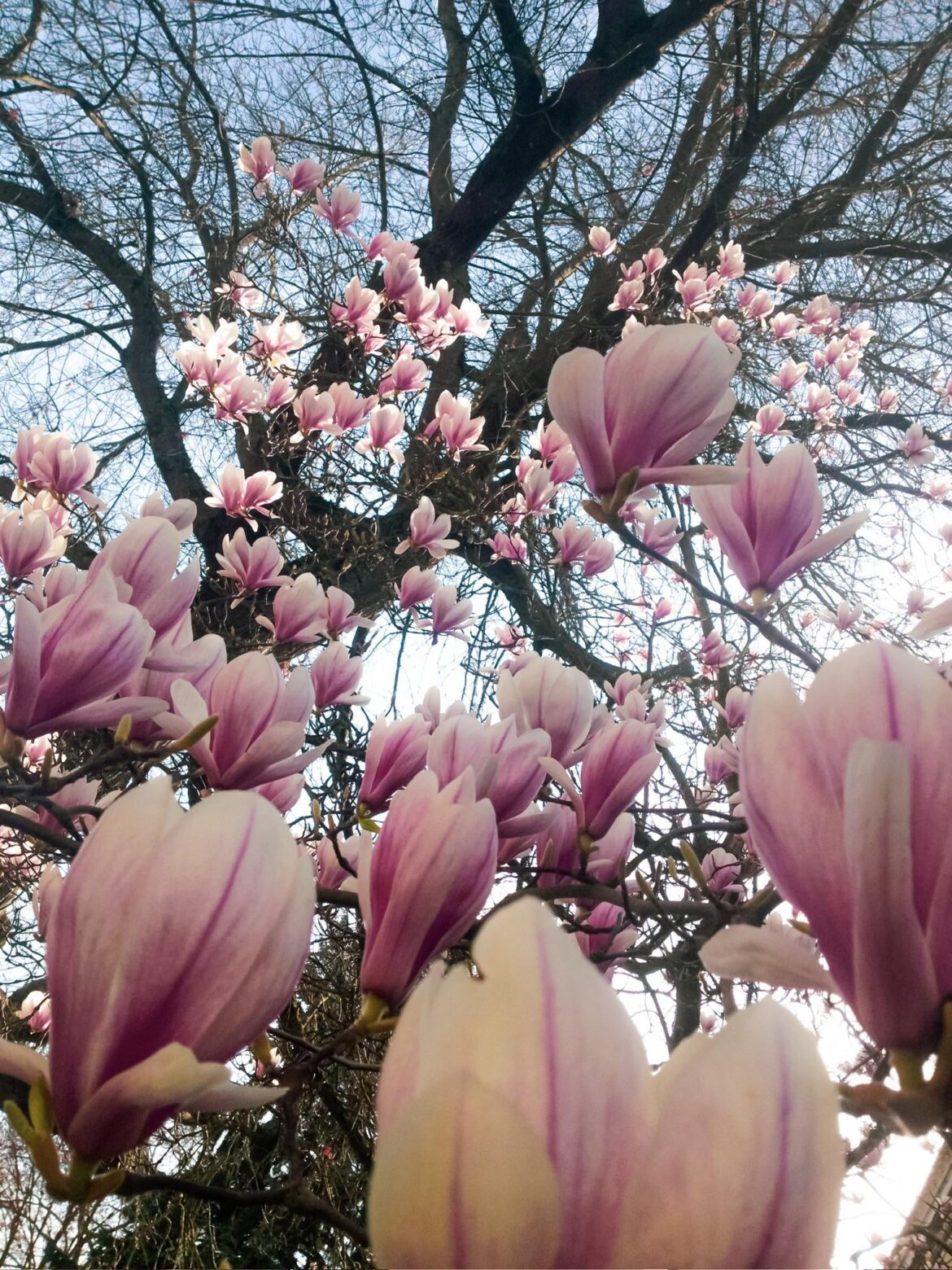 [OC] soulangeana magnolia (saucer magnolia) tree