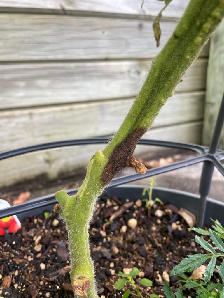 Need advise: Should I kill this diseased tomato plant or wait for it to wilt? Need advise: Should I kill this diseased tomato plant or wait for it to wilt?
