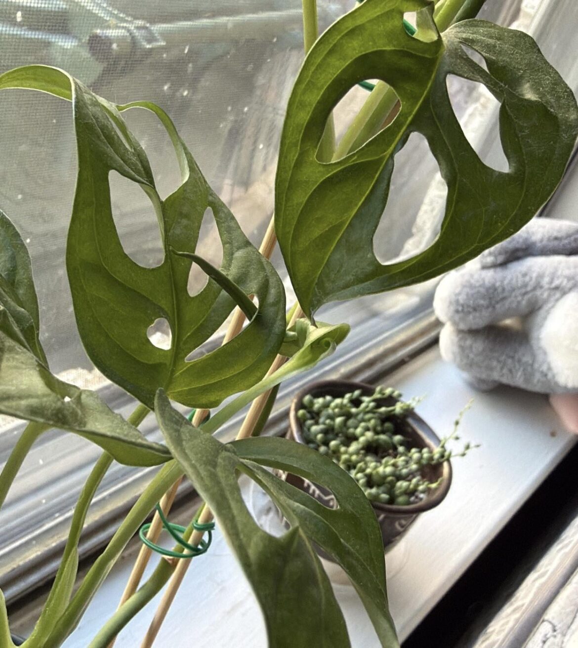 OMGGG DOES THIS MEAN ITS PREGNART???!!1!!