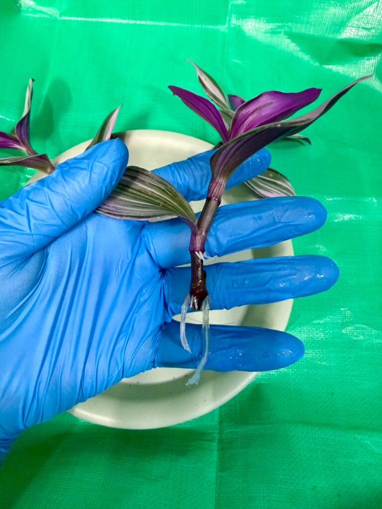 The roots grew so fast!