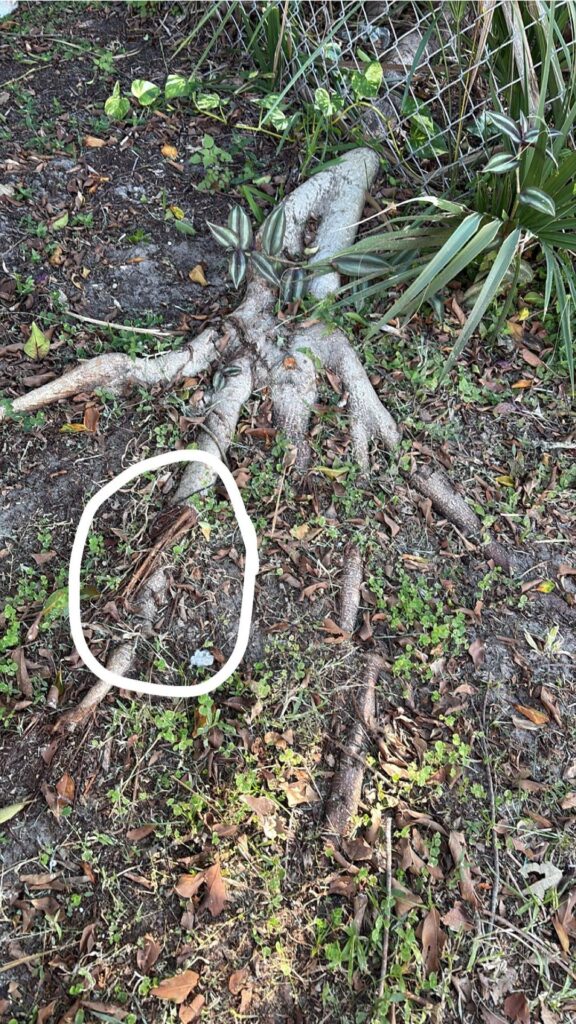 Please help me kill it !!! I’m at my wits end Please help me kill it !!! I’m at my wits end