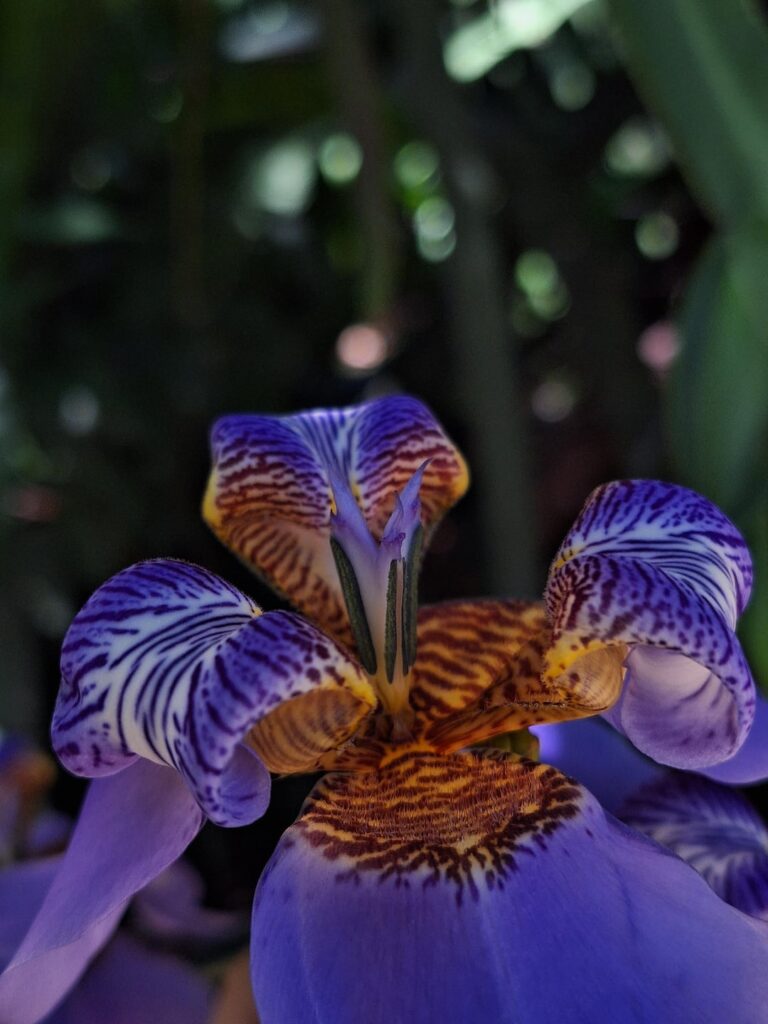 I'm in love with the flowers in my garden 😍