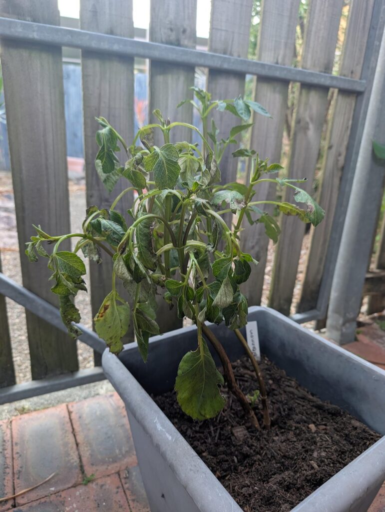 Is there any way to save this by taking a cutting?