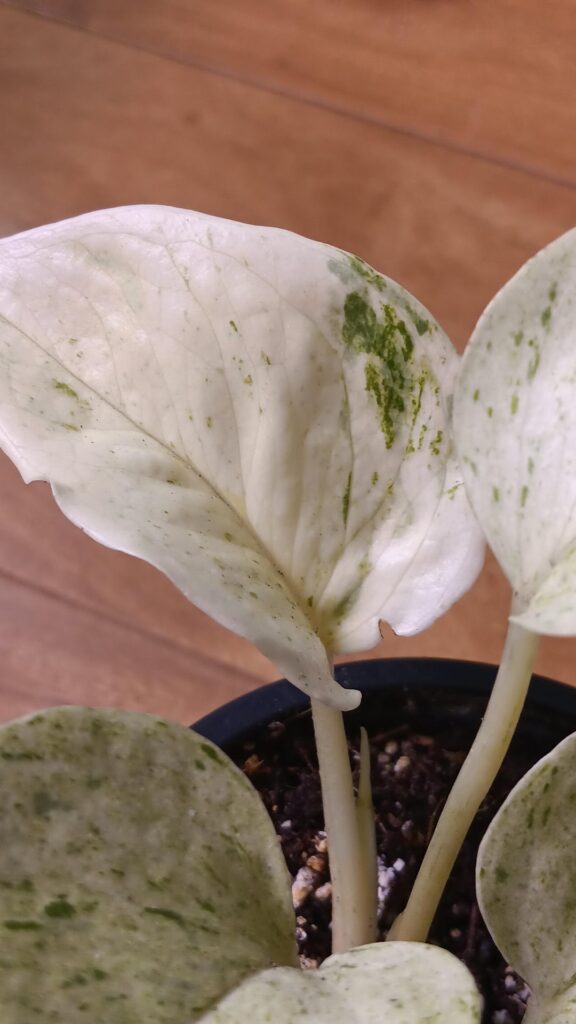 Bro that is not enough chlorophyll