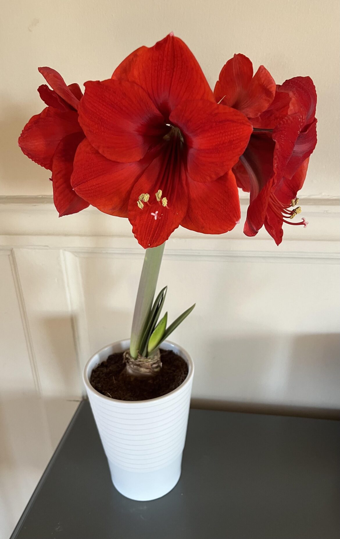 My parents got me a couple of amaryllis bulbs and the first one finished blooming yesterday