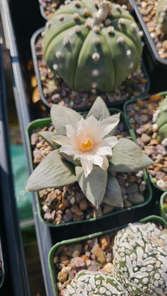 My first ever ario flower!