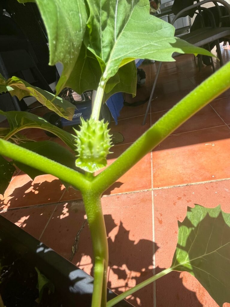 What is this plant growing a weird pod