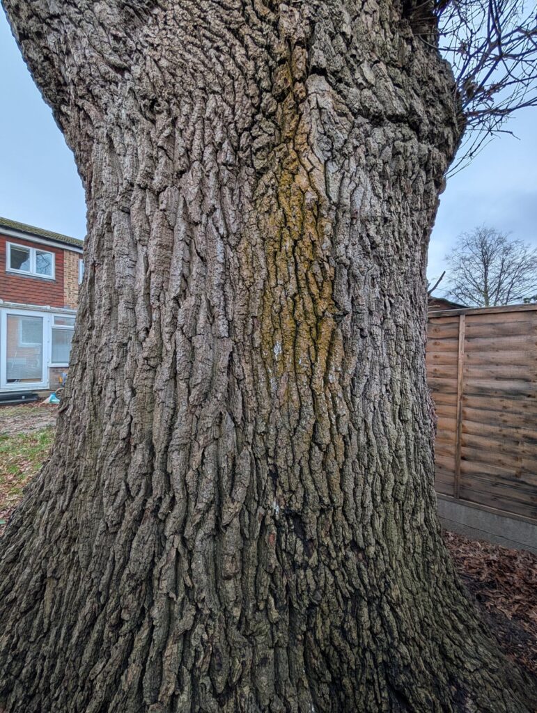 300 yr oak in southern UK
