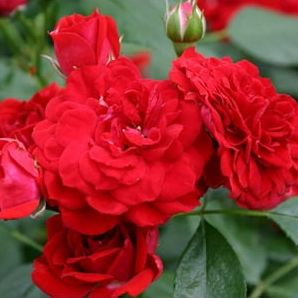 Roxanne&trade; Veranda&reg; Rose - 4" Pot