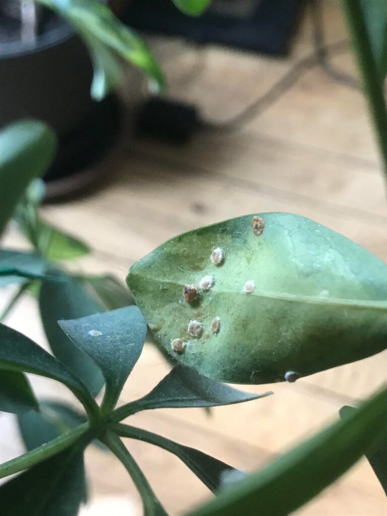 Need help identifying sports/bugs/shrooms(?) on my indoor plant Need help identifying sports/bugs/shrooms(?) on my indoor plant