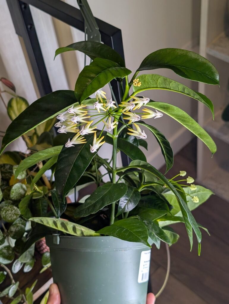 Blooming Monday for my Multiflora!