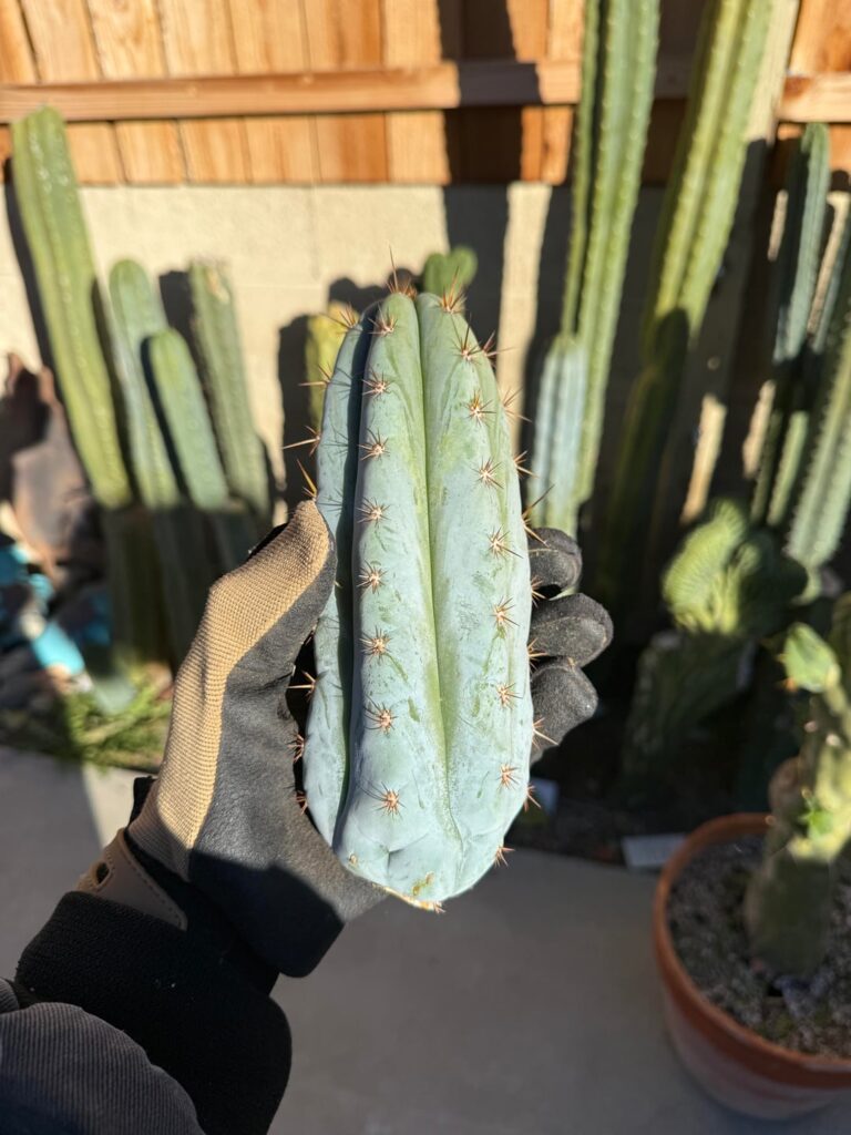 last sharxx harvested for the season 🦈💙