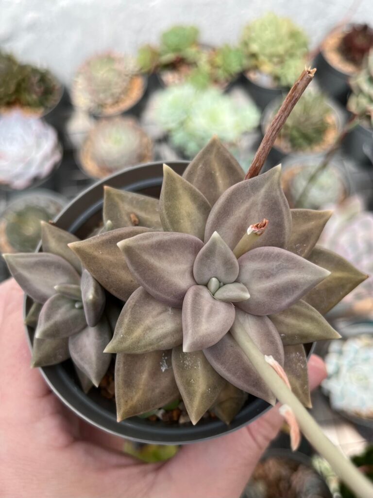 Echeveria xichuensis