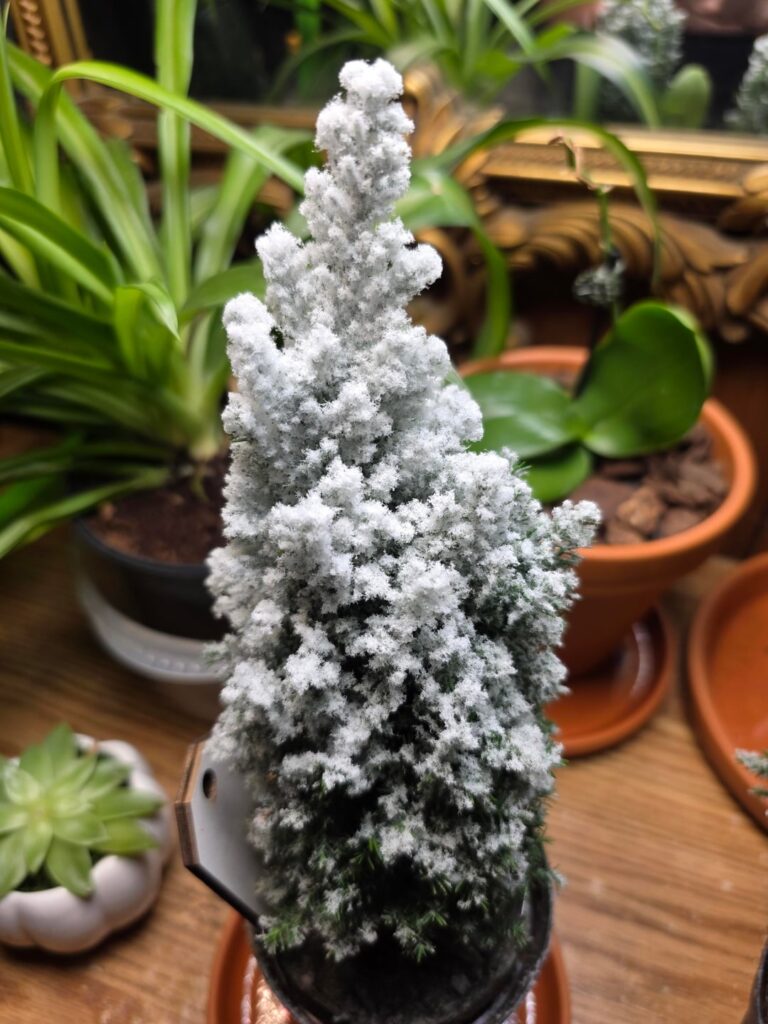 Is Cypress supposed to look like this?